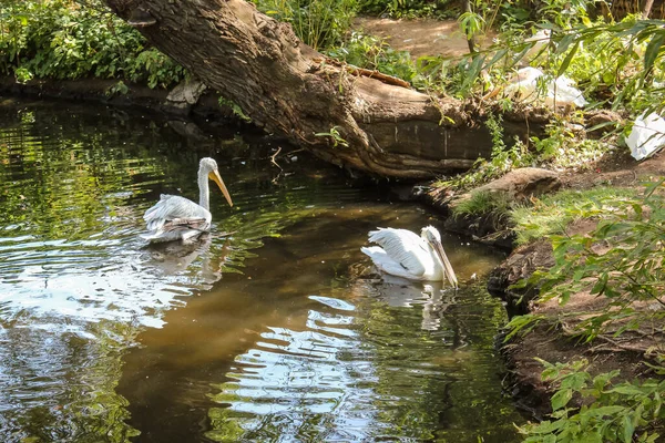 Große Weiße Pelikane Einem Teich Ufernähe Des Zoos — Stockfoto
