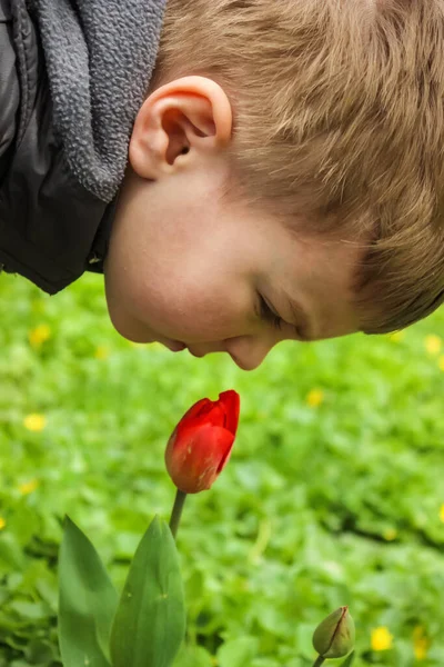 Pequeño Niño Olfateando Tulipán Rojo Flor —  Fotos de Stock