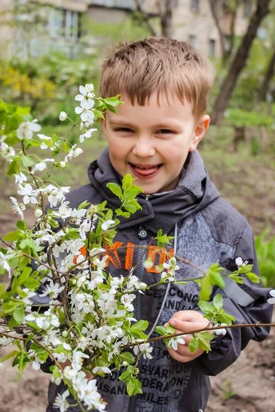 Niño Con Ramas Flores Cerezo Caminar —  Fotos de Stock