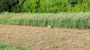 Ormanın yakınındaki eğimli çayırda siyah kanatlı beyaz leylek.
