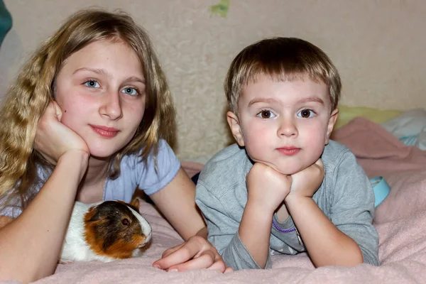 Girl Boy Lie Home Bed Guinea Pig Sister Brother — Stock Photo, Image