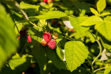 Bahçede olgun ahududu kırmızı meyveleri