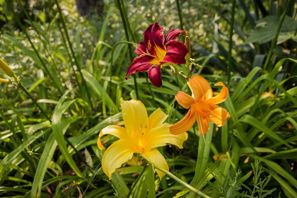 Разноцветные Садовые Лилии Красный Желтый Оранжевый Цветок Саду Клумбе — стоковое фото