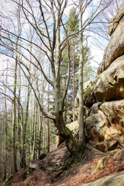  Batı Ukrayna, Tustan Kalesi, Karpatlar, tarihi ve kültürel rezerv