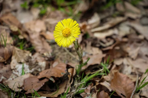 Golden Yellow Tussilago Flowers Early Spring Carpathians Western Ukraine — Photo