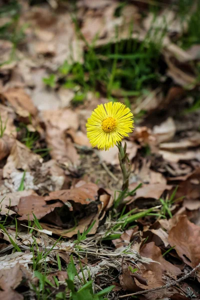 Golden Yellow Tussilago Flowers Early Spring Carpathians Western Ukraine — Fotografia de Stock