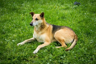 Sevimli melez köpek yeşil bir çimenlikte yatıyor, Ukrayna 'da sarı bir bahar karahindiba ile.