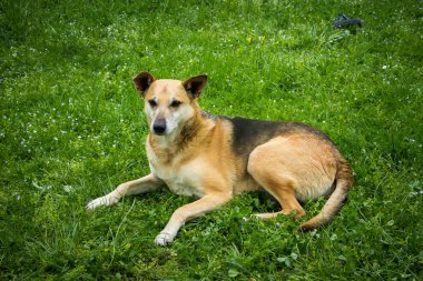 Sevimli melez köpek yeşil bir çimenlikte yatıyor, Ukrayna 'da sarı bir bahar karahindiba ile.