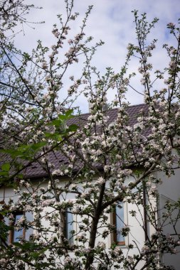 Baharda bir elma ağacının beyaz çiçekleri bir bahçede, Ukrayna 'da 