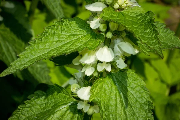 Ukrayna 'nın Ukrayna' daki aşırı gelişmiş bir bahçesinde baharda açan beyaz ısırgan otu çiçekleri.