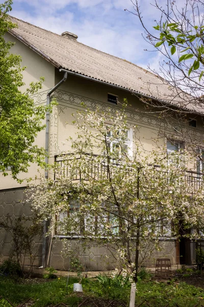 Baharda Ukrayna 'nın Ukrayna' daki bahçesinde çiçek açan beyaz kiraz ağacı.,