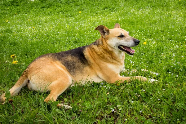 Şirin melez köpek yeşil bir çimenlikte yatıyor. Sarı bahar karahindibaları, Ukrayna
