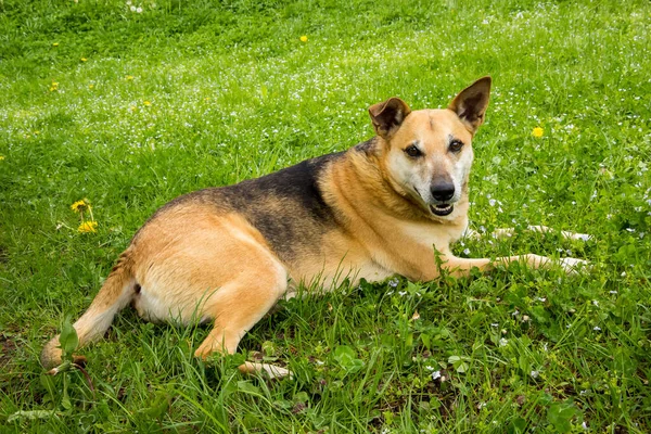 Şirin melez köpek yeşil bir çimenlikte yatıyor. Sarı bahar karahindibaları, Ukrayna
