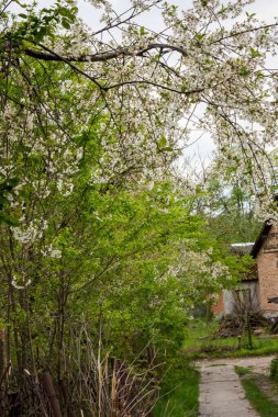 Baharda terk edilmiş bir evin yakınındaki aşırı büyümüş bir bahçede beyaz kiraz ağaçları - Ukrayna köyü, savaş, Ukrayna