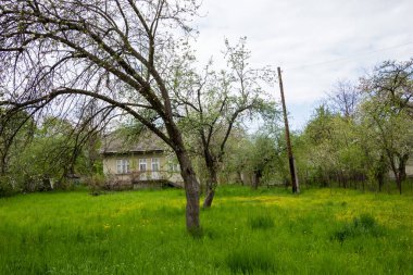 Baharda terk edilmiş bir evin yakınındaki aşırı büyümüş bir bahçede beyaz kiraz ağaçları - Ukrayna köyü, savaş, Ukrayna