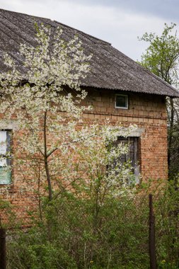 Baharda terk edilmiş bir evin yakınındaki aşırı büyümüş bir bahçede beyaz kiraz ağaçları - Ukrayna köyü, savaş, Ukrayna