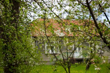 Baharda terk edilmiş bir evin yakınındaki aşırı büyümüş bir bahçede beyaz kiraz ağaçları - Ukrayna köyü, savaş, Ukrayna