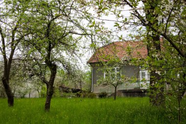 Baharda terk edilmiş bir evin yakınındaki aşırı büyümüş bir bahçede beyaz kiraz ağaçları - Ukrayna köyü, savaş, Ukrayna