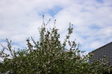 İlkbaharda terk edilmiş bir evin yakınındaki ağaç dallarında beyaz ve pembe elma çiçekleri Ukrayna köyü, savaş, Ukrayna