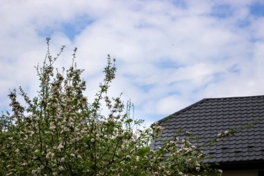 İlkbaharda terk edilmiş bir evin yakınındaki ağaç dallarında beyaz ve pembe elma çiçekleri Ukrayna köyü, savaş, Ukrayna