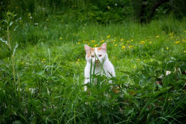 Baharda terk edilmiş bir evin bahçesinde sarı benekli sokak kedisi olan beyaz Ukrayna köyü, savaş, Ukrayna