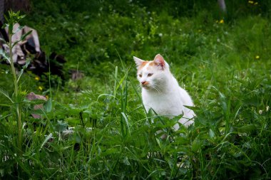 Baharda terk edilmiş bir evin bahçesinde sarı benekli sokak kedisi olan beyaz Ukrayna köyü, savaş, Ukrayna