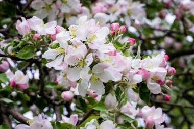 Bahar bahçesindeki ağaç dallarında beyaz elma çiçekleri Ukrayna köyü, savaş, Ukrayna