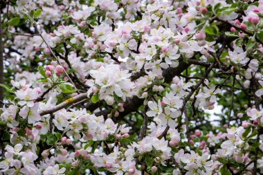 Bahar bahçesindeki ağaç dallarında beyaz elma çiçekleri Ukrayna köyü, savaş, Ukrayna