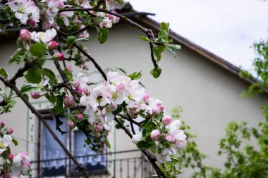 İlkbaharda terk edilmiş bir evin yakınındaki ağaç dallarında beyaz ve pembe elma çiçekleri Ukrayna köyü, savaş, Ukrayna