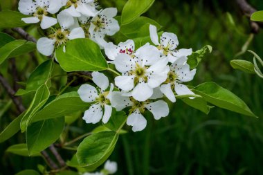 Baharda terk edilmiş bir evin yakınındaki ağaçların dallarındaki beyaz armut çiçekleri Ukrayna köyü, savaş, Ukrayna