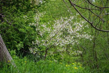 İlkbaharda fazla büyümüş bir bahçedeki ağaçta beyaz kiraz çiçekleri - Ukrayna, köy, savaş, Ukrayna