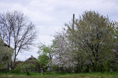 Baharda terk edilmiş bir evin yakınındaki aşırı büyümüş bir bahçede beyaz kiraz ağaçları - Ukrayna köyü, savaş, Ukrayna