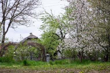 Baharda terk edilmiş bir evin yakınındaki aşırı büyümüş bir bahçede beyaz kiraz ağaçları - Ukrayna köyü, savaş, Ukrayna