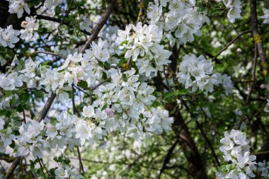 Bahar bahçesindeki ağaç dallarında beyaz elma çiçekleri Ukrayna köyü, savaş, Ukrayna