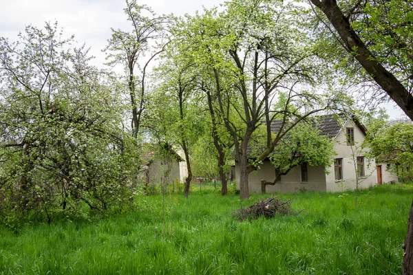 White Flowering Cherry Trees Overgrown Garden Abandoned House Spring Ukrainian — Stock Photo, Image