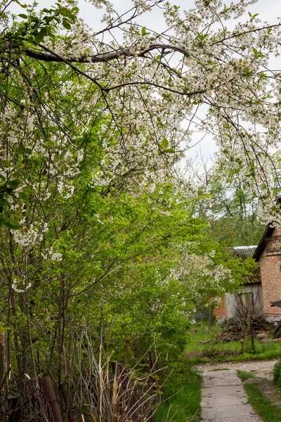 Baharda terk edilmiş bir evin yakınındaki aşırı büyümüş bir bahçede beyaz kiraz ağaçları - Ukrayna köyü, savaş, Ukrayna