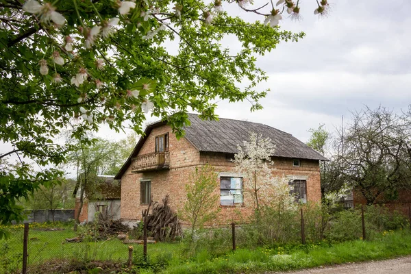 Bílé Kvetoucí Třešně Zarostlé Zahradě Opuštěného Domu Jaře Ukrajinská Vesnice — Stock fotografie