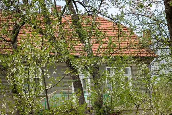 Cerisiers Fleurs Blanches Dans Jardin Envahi Près Une Maison Abandonnée — Photo