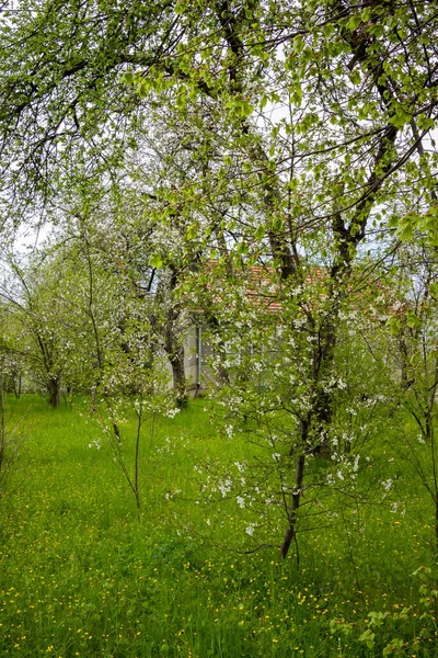 Witte Bloeiende Kersenbomen Een Overwoekerde Tuin Buurt Van Een Verlaten — Stockfoto