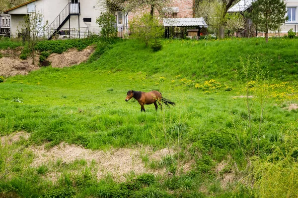 Brown Horse Grazing Grass Meadow Village Spring Ukraine — Stock Fotó