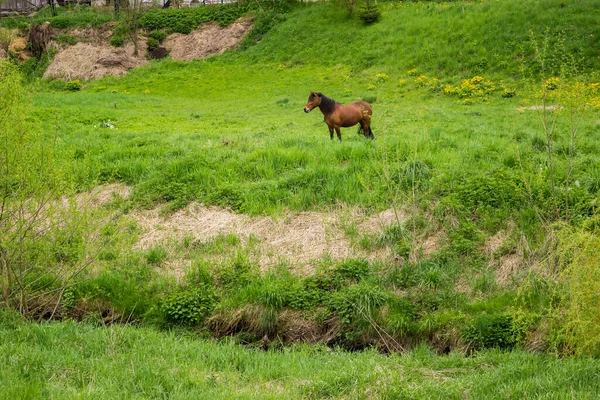 Brown Horse Grazing Grass Meadow Village Spring Ukraine — Stock Fotó