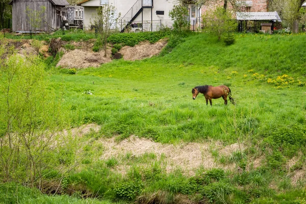 Brown Horse Grazing Grass Meadow Village Spring Ukraine — стокове фото
