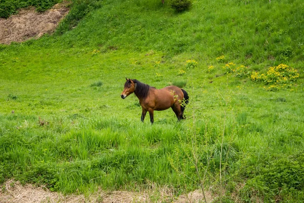 Brown Horse Grazing Grass Meadow Spring Ukraine — Stock Fotó