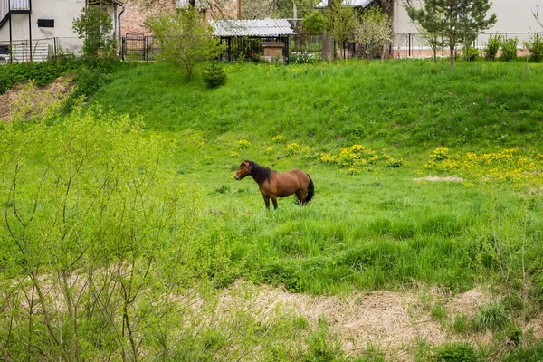 Brown Horse Grazing Grass Meadow Village Spring Ukraine — Stock Fotó