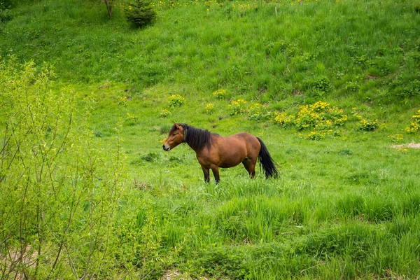 Brown Horse Grazing Grass Meadow Spring Ukraine — Stock Fotó