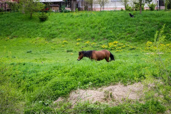 ウクライナの村の近くの牧草地で草の中の茶色の馬の放牧 — ストック写真