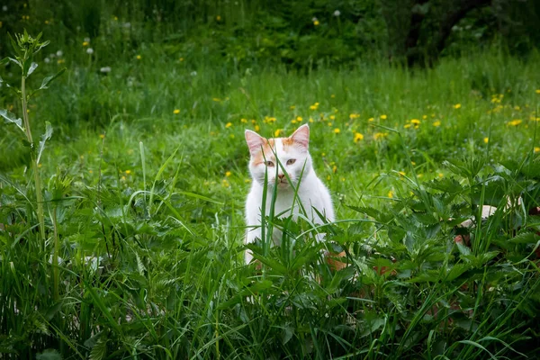 Fehér Sárga Foltok Utcai Macska Kertben Egy Elhagyott Ház Tavasszal — Stock Fotó