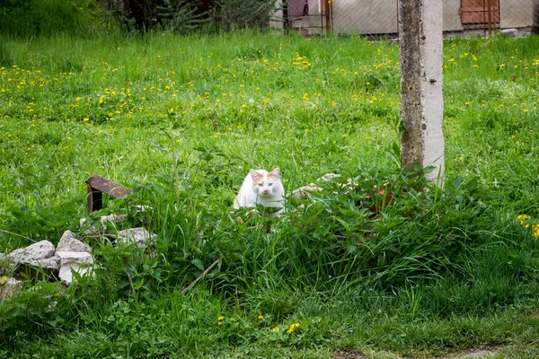 White Yellow Spots Street Cat Garden Abandoned House Spring Ukrainian — Foto Stock