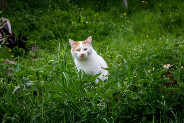 Fehér Sárga Foltok Utcai Macska Kertben Egy Elhagyott Ház Tavasszal — Stock Fotó