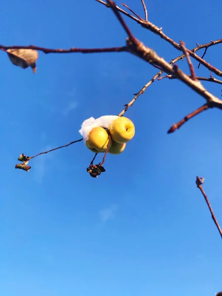 Żółte Jabłka Pokryte Pierwszym Śniegiem Wiszącym Drzewie — Zdjęcie stockowe
